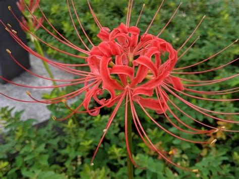 彼岸花風水|彼岸花（ヒガンバナ）の花言葉｜花の特徴、名前や花 